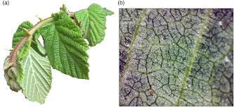Attēlu rezultāti vaicājumam “Corylus avellana leaf”
