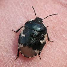 Attēlu rezultāti vaicājumam “Tritomegas bicolor imago”