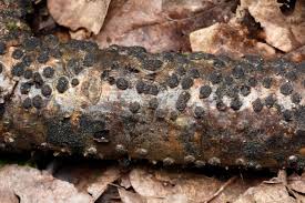 Attēlu rezultāti vaicājumam “Diatrype disciformis”