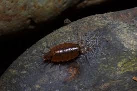 Attēlu rezultāti vaicājumam “Ligidium hypnorum”