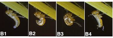 Attēlu rezultāti vaicājumam “Macrosteles sp. nymph”