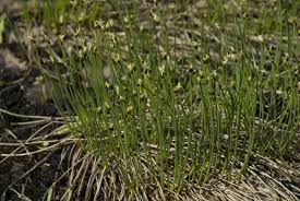 Attēlu rezultāti vaicājumam “Trichophorum cespitosum fruit”