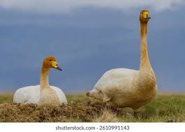 Attēlu rezultāti vaicājumam “Cygnus cygnus adult”