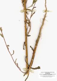 Attēlu rezultāti vaicājumam “Diderma roanense stalked”