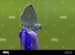 Attēlu rezultāti vaicājumam “Maculinea alcon underside”