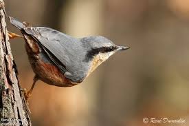 Attēlu rezultāti vaicājumam “Sitta europaea”