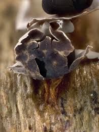 Attēlu rezultāti vaicājumam “Diderma radiatum”