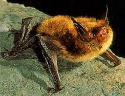 Attēlu rezultāti vaicājumam “Myotis sp.”