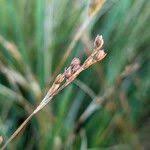 Attēlu rezultāti vaicājumam “Juncus squarrosus”