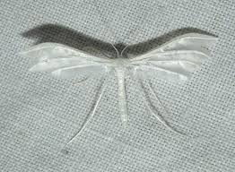 Attēlu rezultāti vaicājumam “Pterophorus pentadactyla”