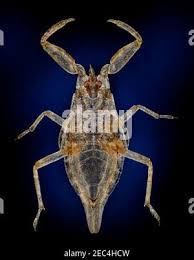 Attēlu rezultāti vaicājumam “Nepa cinerea nymph”