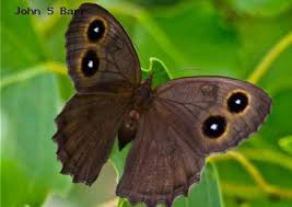 Attēlu rezultāti vaicājumam “Closterotomus biclavatus nymph”