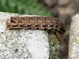 Attēlu rezultāti vaicājumam “Mamestra brassicae pupa”