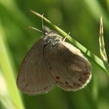 Attēlu rezultāti vaicājumam “Coenonympha hero underside”