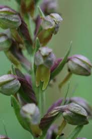Attēlu rezultāti vaicājumam “Coeloglossum viride flower”