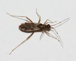 Attēlu rezultāti vaicājumam “Dicyphus sp.”