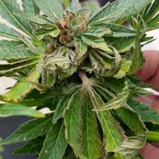 Attēlu rezultāti vaicājumam “Trichia botrytis young”