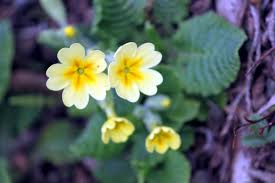 Attēlu rezultāti vaicājumam “Primula veris var. rubra flower”