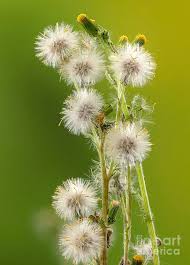 Attēlu rezultāti vaicājumam “Senecio vulgaris”