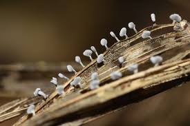 Attēlu rezultāti vaicājumam “Lamproderma ovoideum”