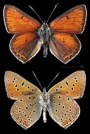 Attēlu rezultāti vaicājumam “Lycaena hippothoe female”