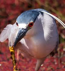 Attēlu rezultāti vaicājumam “Nycticorax nycticorax adult”