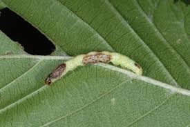 Attēlu rezultāti vaicājumam “Venusia blomeri”