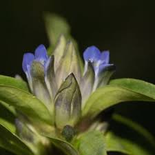 Attēlu rezultāti vaicājumam “Gentiana cruciata bud”