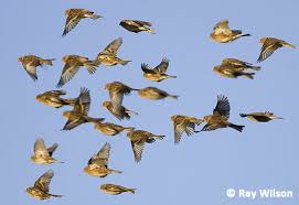 Image result for twite photo