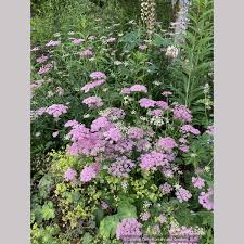 Image result for Pimpinella major