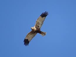 Attēlu rezultāti vaicājumam “Circus aeruginosus adult”