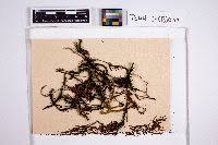 Attēlu rezultāti vaicājumam “Polytrichastrum pallidisetum cells”