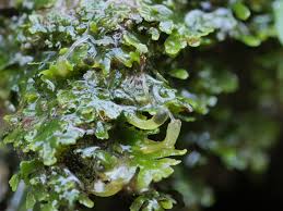 Attēlu rezultāti vaicājumam “Riccardia chamaedryfolia”