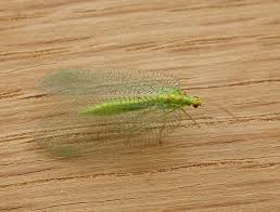 Attēlu rezultāti vaicājumam “Chrysopidae imago”