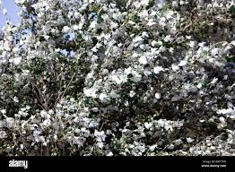 Attēlu rezultāti vaicājumam “Populus alba Nivea”