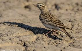 Image result for Calandrella brachydactyla