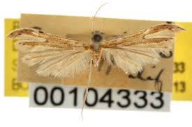 Attēlu rezultāti vaicājumam “Adaina microdactyla”