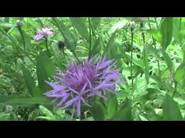 Attēlu rezultāti vaicājumam “Centaurea jacea fruit”