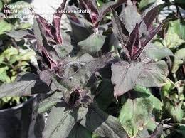 Attēlu rezultāti vaicājumam “Silene x arkwrightii Vesuvius flower”