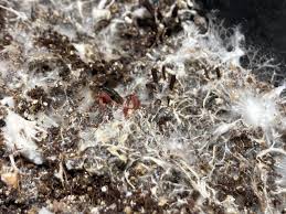 Attēlu rezultāti vaicājumam “Stemonitis marjana”