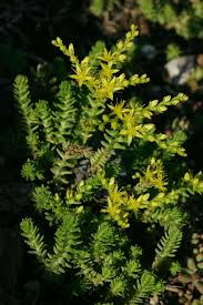 Attēlu rezultāti vaicājumam “Sedum sexangulare leaf”