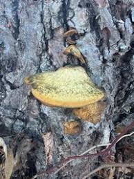 Attēlu rezultāti vaicājumam “Hapalopilus croceus”