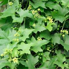 Attēlu rezultāti vaicājumam “Bryonia alba bud”