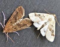 Attēlu rezultāti vaicājumam “Parapoynx stratiotata male”