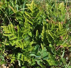 Attēlu rezultāti vaicājumam “Botrychium multifidum”