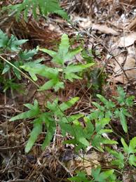 Attēlu rezultāti vaicājumam “Lycogala persicum young”