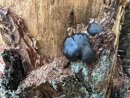 Attēlu rezultāti vaicājumam “Amaurochaete fusiformis macro”