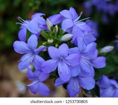 Image result for Browallia speciosa