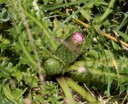 Attēlu rezultāti vaicājumam “Cirsium acaule leaf”