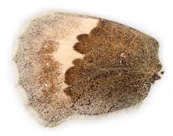 Attēlu rezultāti vaicājumam “Coenonympha pamphilus underside”